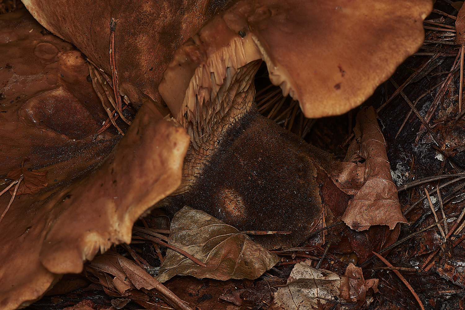 HoltCPVelvetRollrim151023-2-NEF_DxO_DeepPRIMEXD