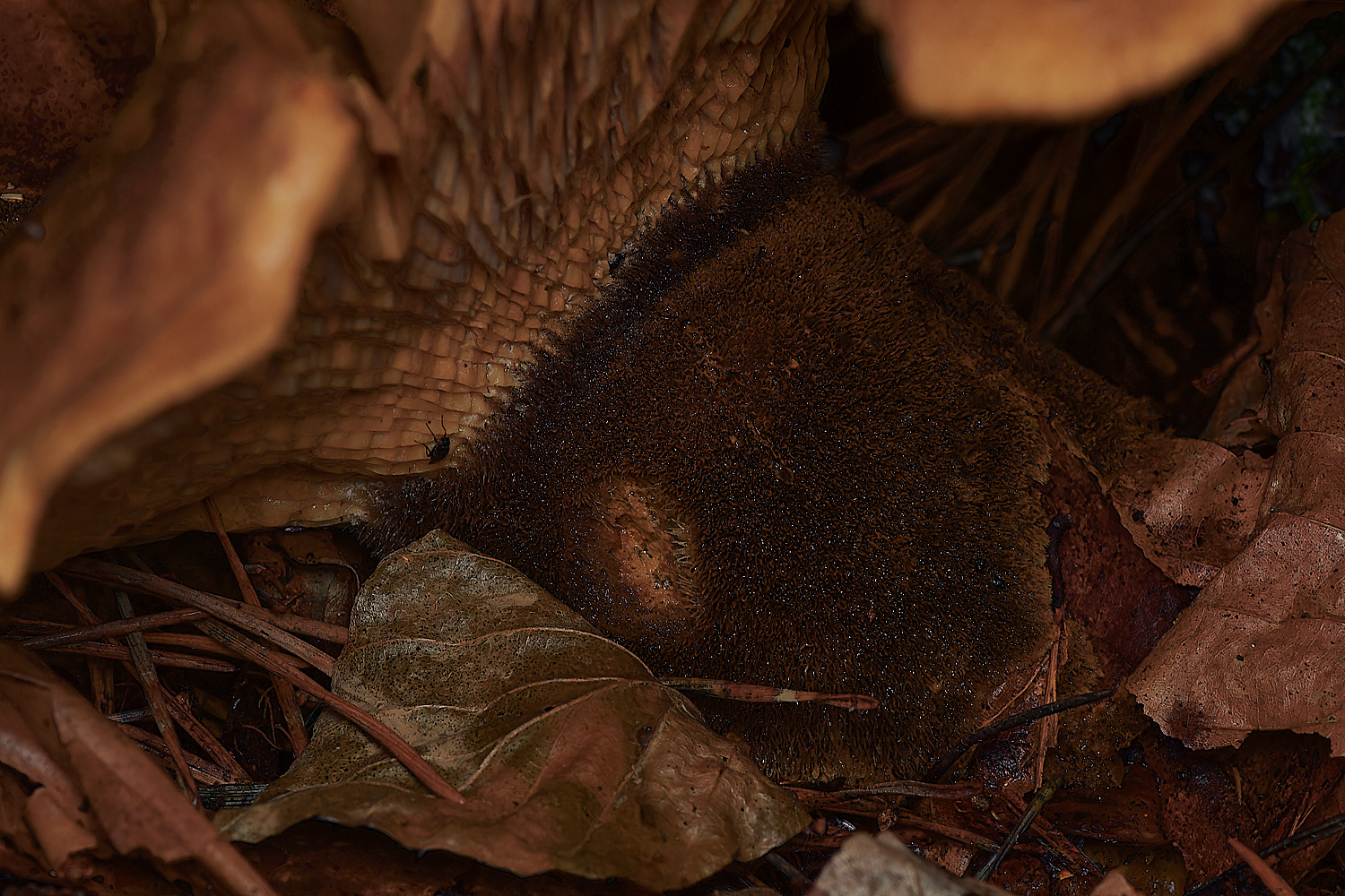 HoltCPVelvetRollrim151023-3-NEF_DxO_DeepPRIMEXD