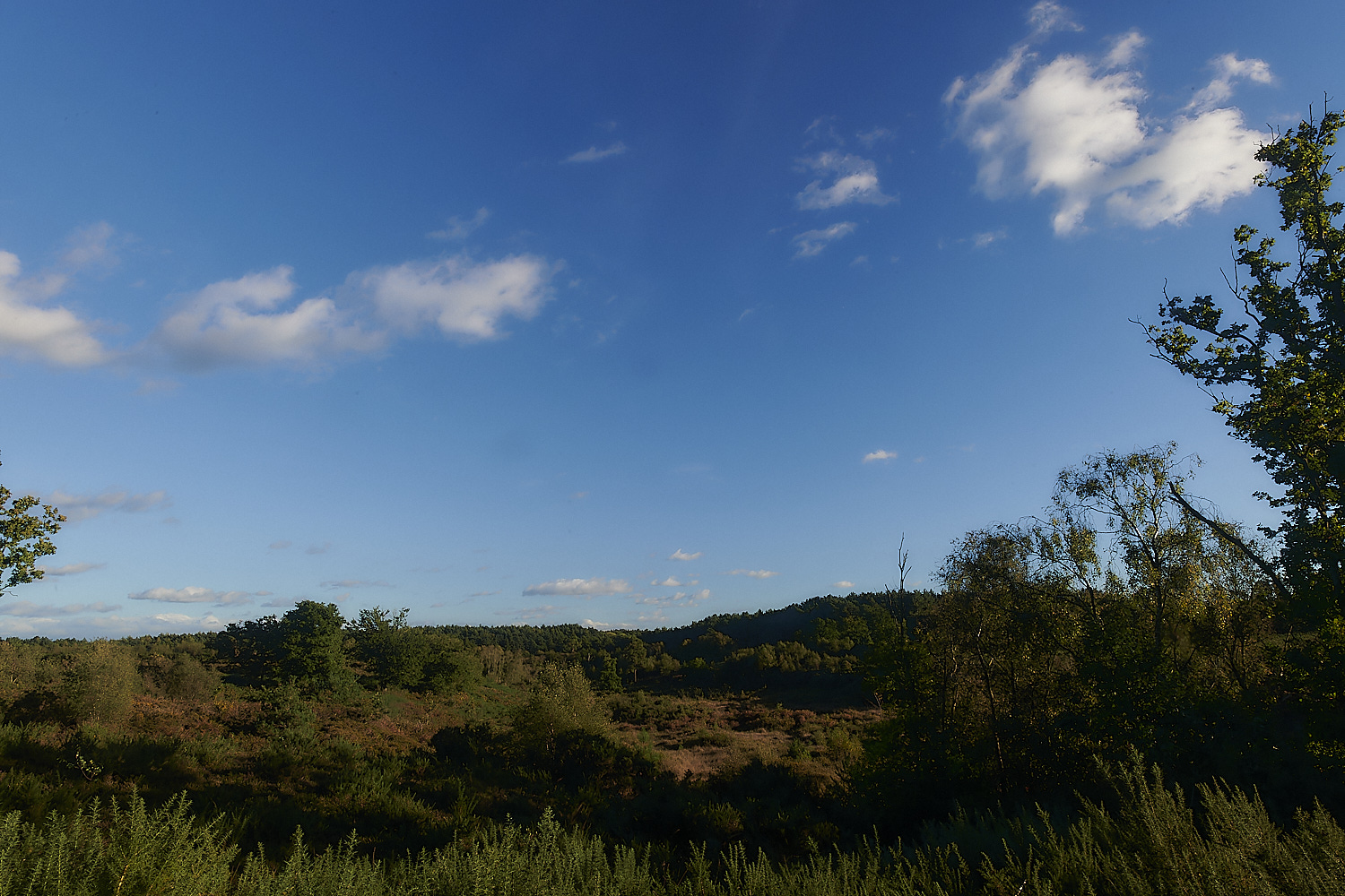 HoltLowes151023-1-NEF_DxO_DeepPRIMEXD