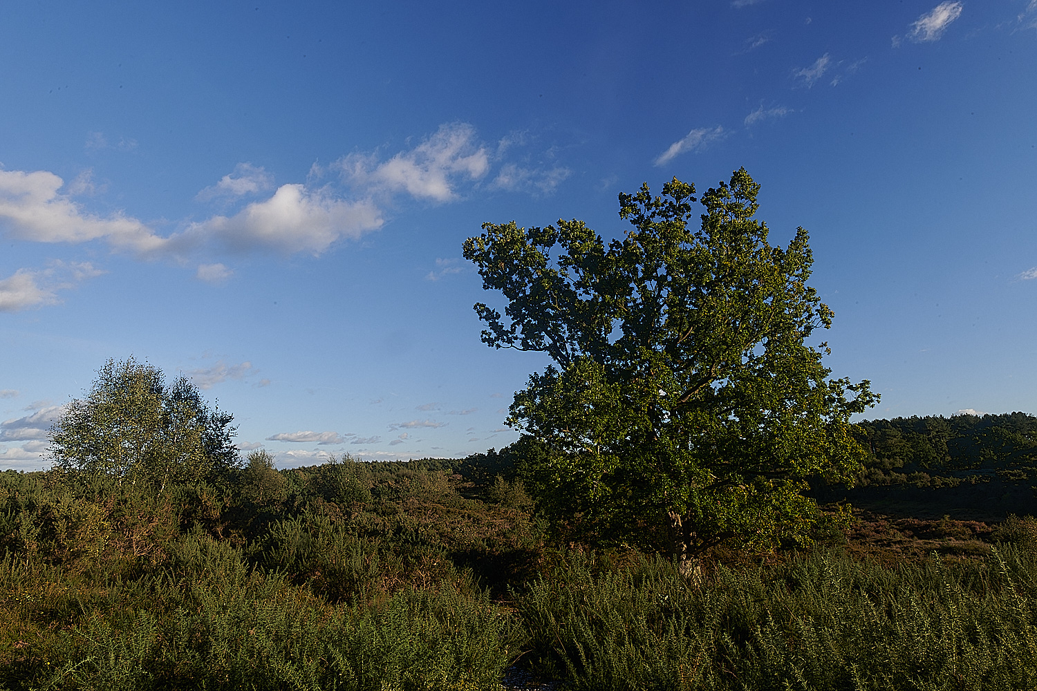 HoltLowes151023-2-NEF_DxO_DeepPRIMEXD