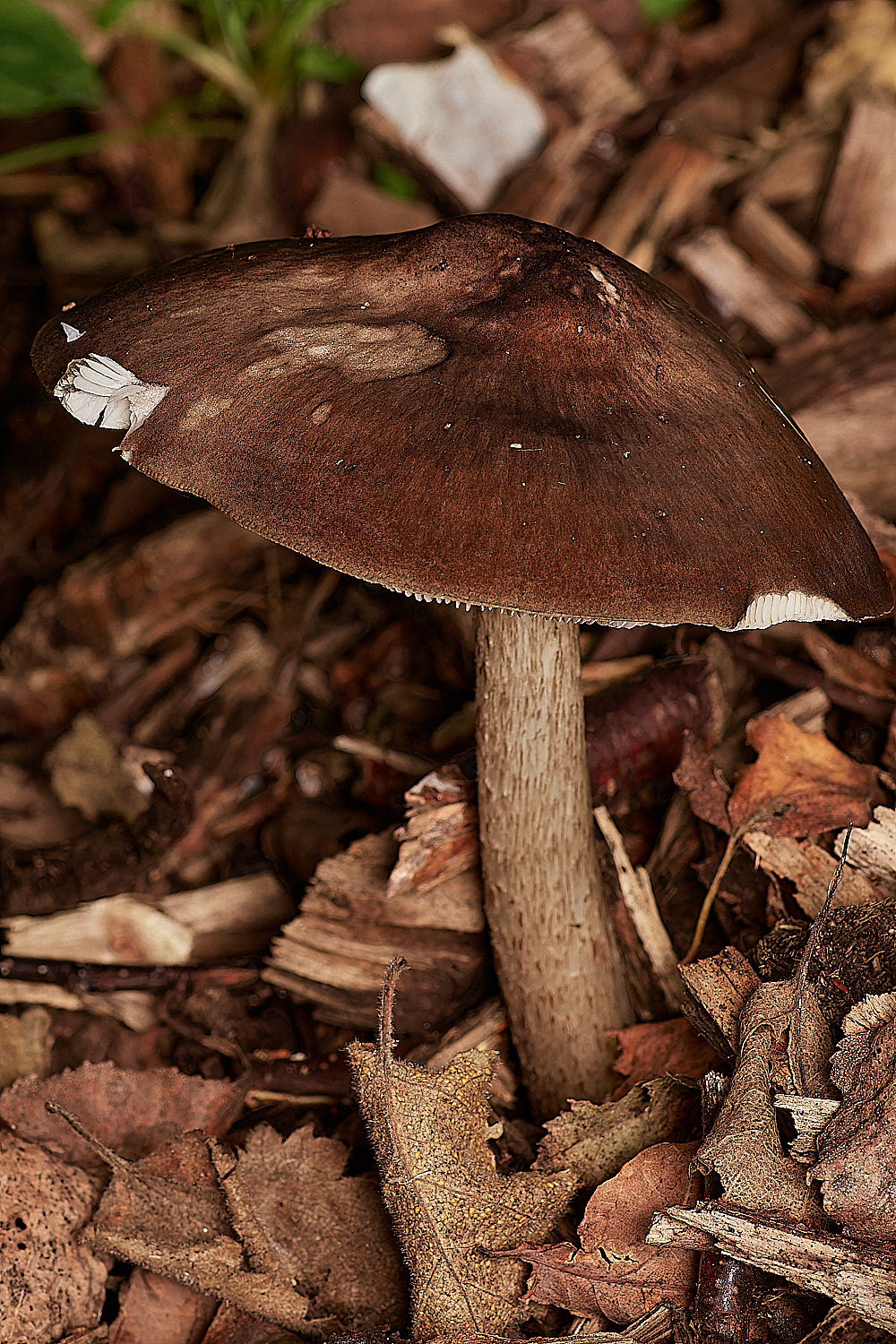 HoltLowesCavalier151023-1-NEF_DxO_DeepPRIMEXD 1