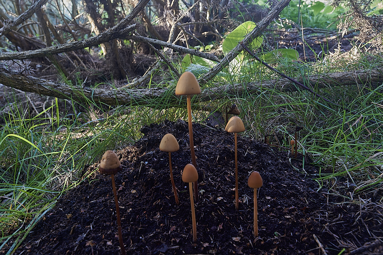 HoltLowesCpubescens151023-1-NEF_DxO_DeepPRIMEXD 1