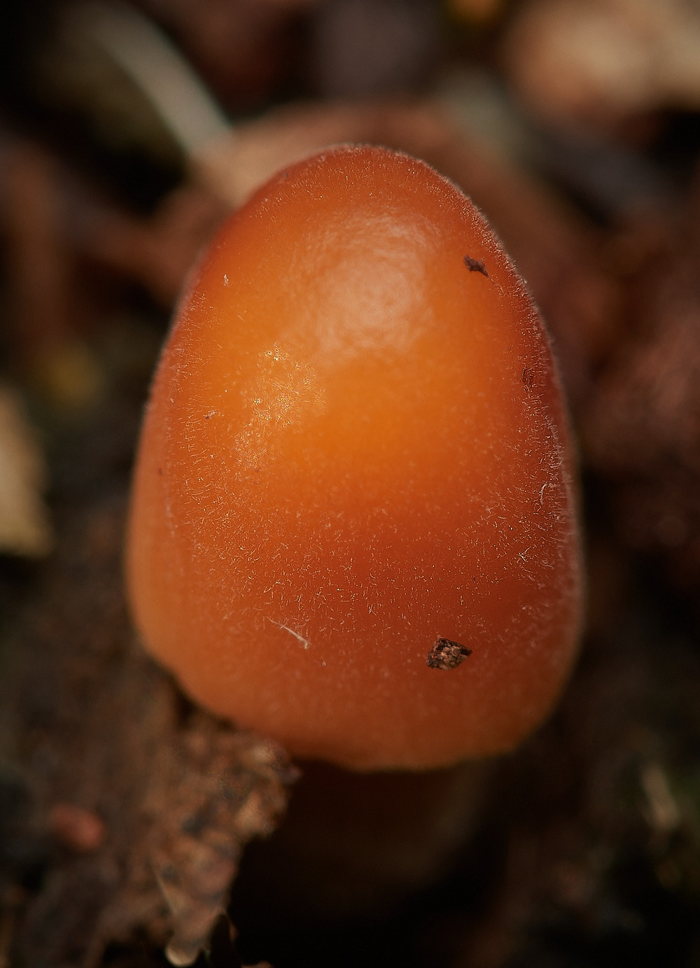 HoltLowesCpubescens151023-3-NEF_DxO_DeepPRIMEXD