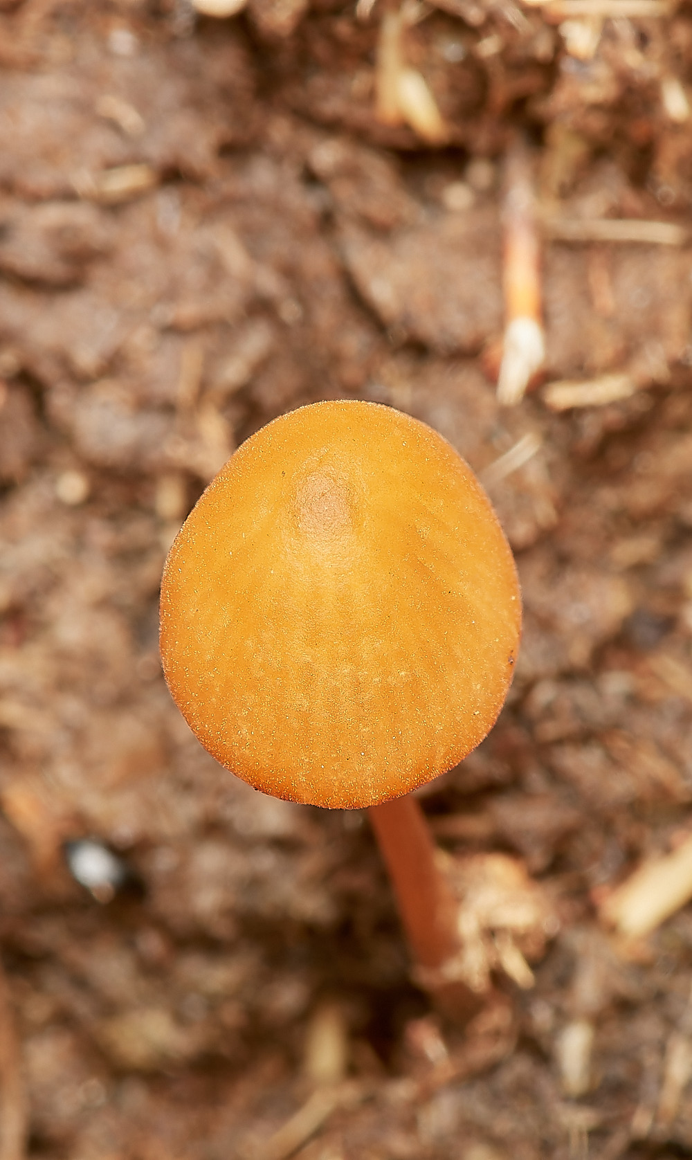 HoltLowesCpubescens151023-4-NEF_DxO_DeepPRIMEXD