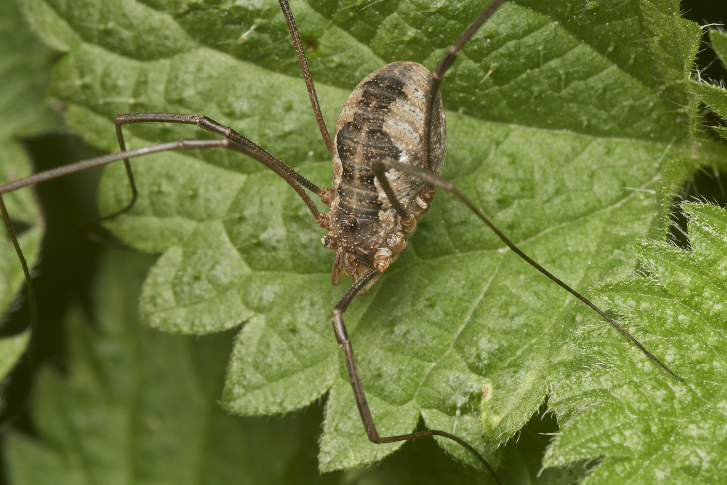 HoltLowesHarvestmen151023-1-NEF_DxO_DeepPRIMEXD