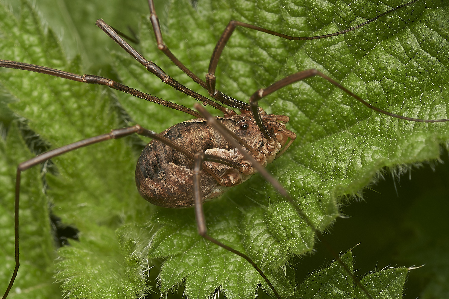 HoltLowesHarvestmen151023-2-NEF_DxO_DeepPRIMEXD