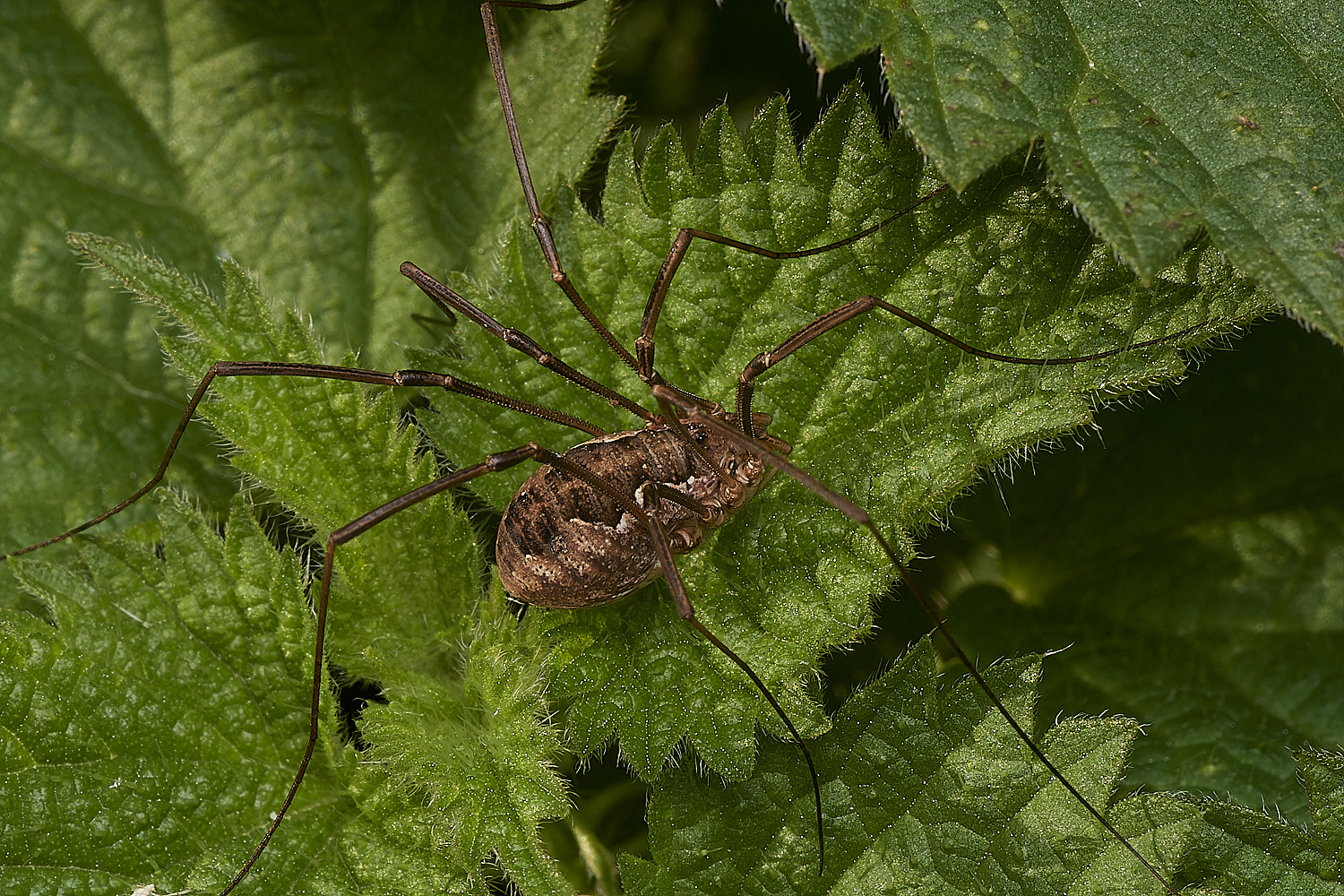 HoltLowesHarvestmen151023-3-NEF_DxO_DeepPRIMEXD