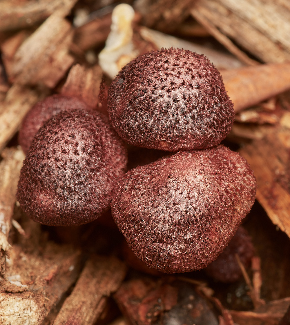 HoltLowesMagenta151023-1-NEF_DxO_DeepPRIMEXD