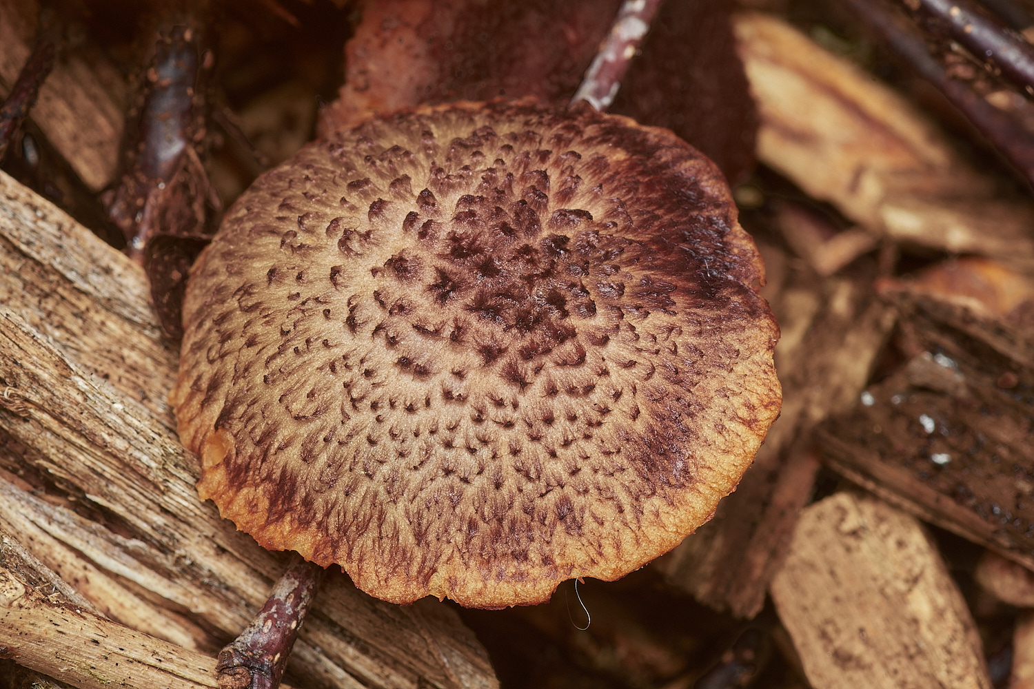 HoltLowesMagenta151023-2-NEF_DxO_DeepPRIMEXD