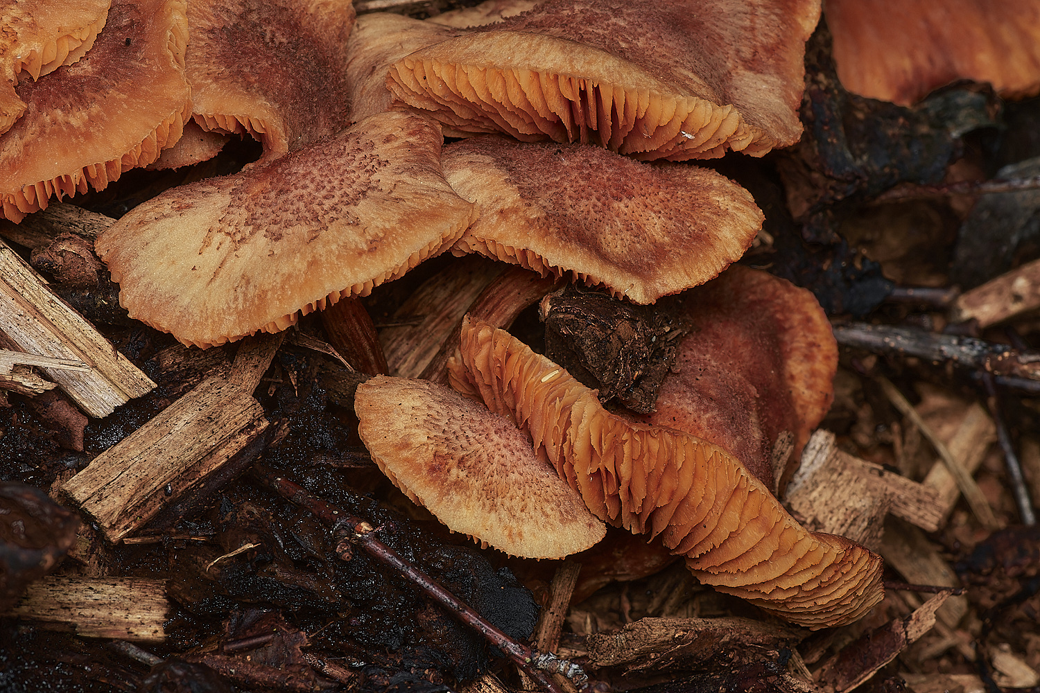 HoltLowesMagenta151023-3-NEF_DxO_DeepPRIMEXD