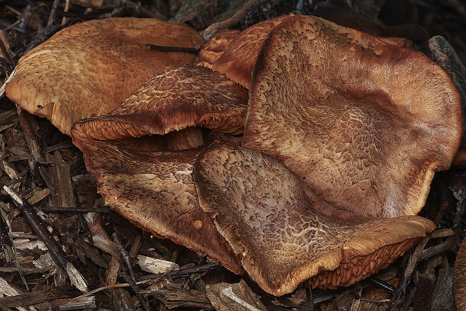 HoltLowesMagenta151023-4-NEF_DxO_DeepPRIMEXD