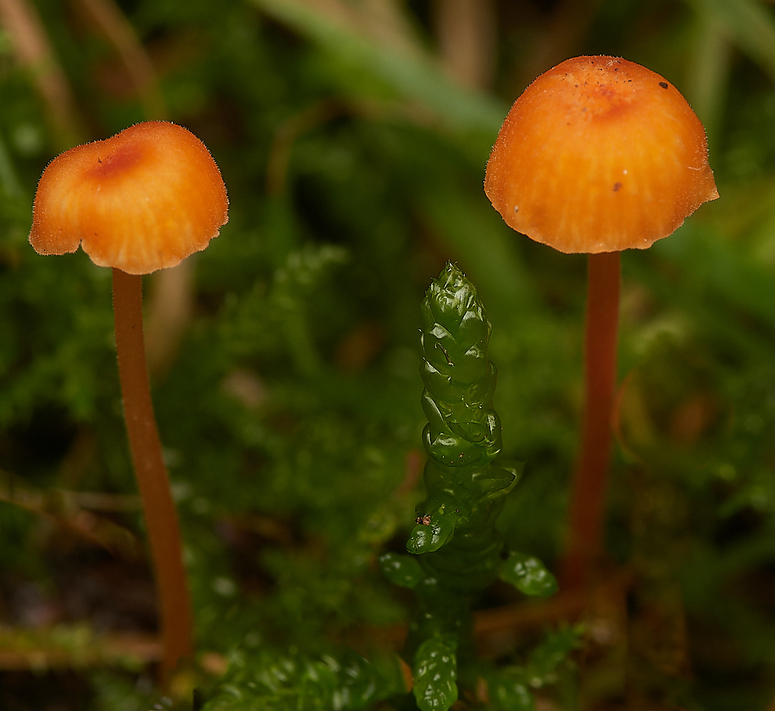 HoltlOwesMosscap151023-1-NEF_DxO_DeepPRIMEXD 1