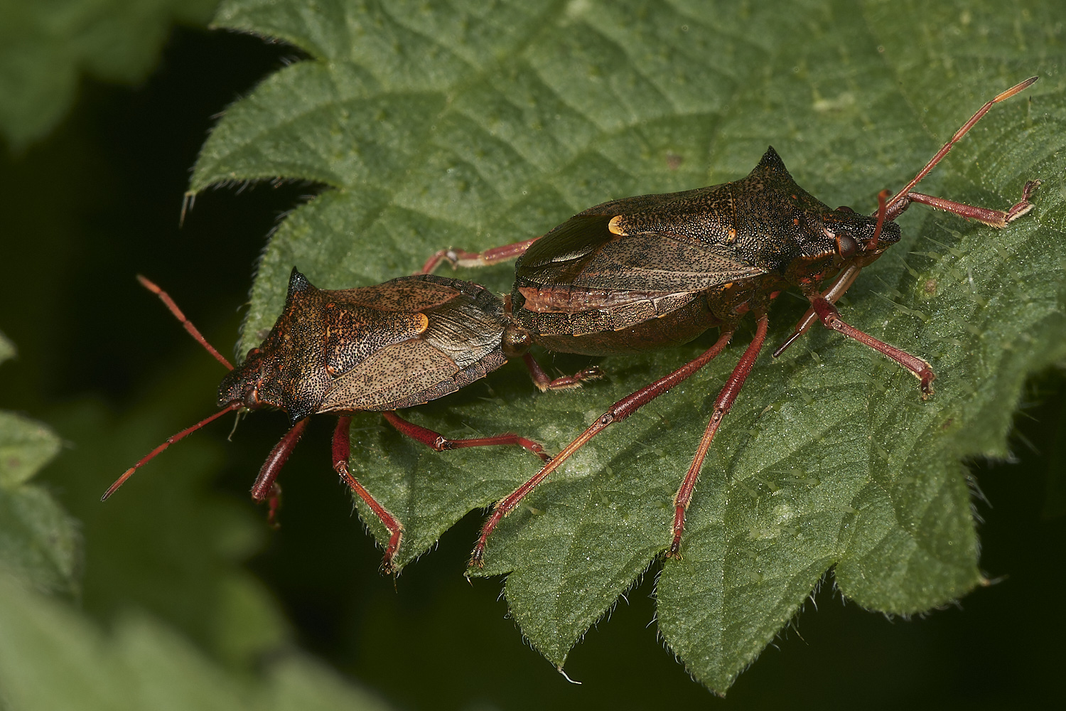 HoltLowesSpinedShieldBug151023-2-NEF_DxO_DeepPRIMEXD