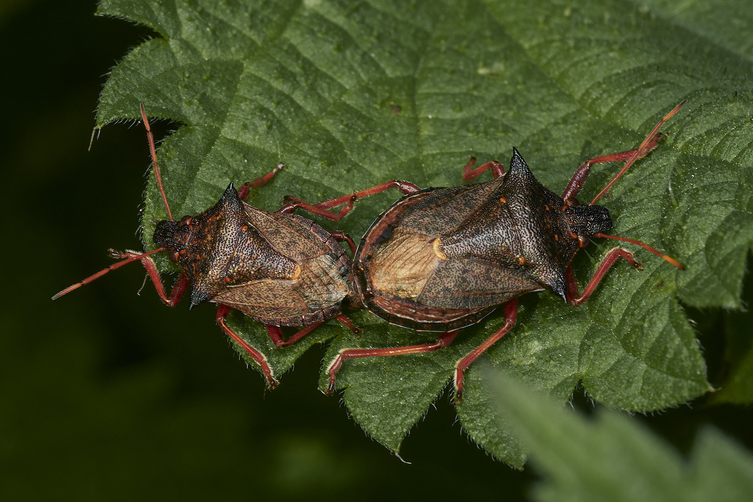 HoltLowesSpinedShieldBug151023-3-NEF_DxO_DeepPRIMEXD