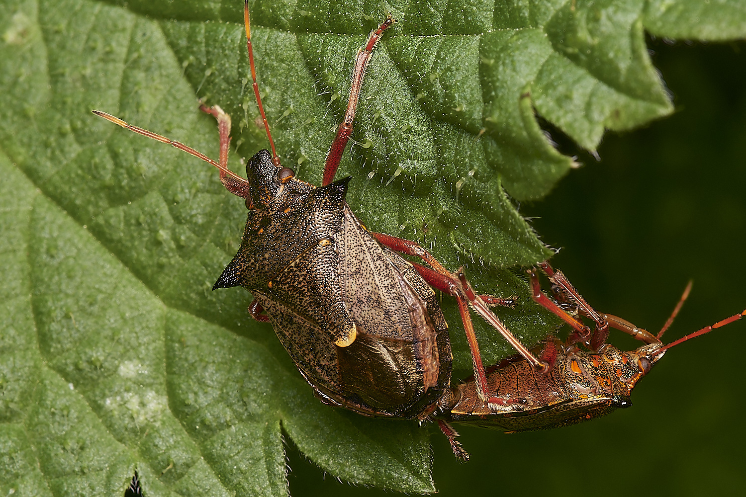 HoltLowesSpinedShieldBug151023-5-NEF_DxO_DeepPRIMEXD