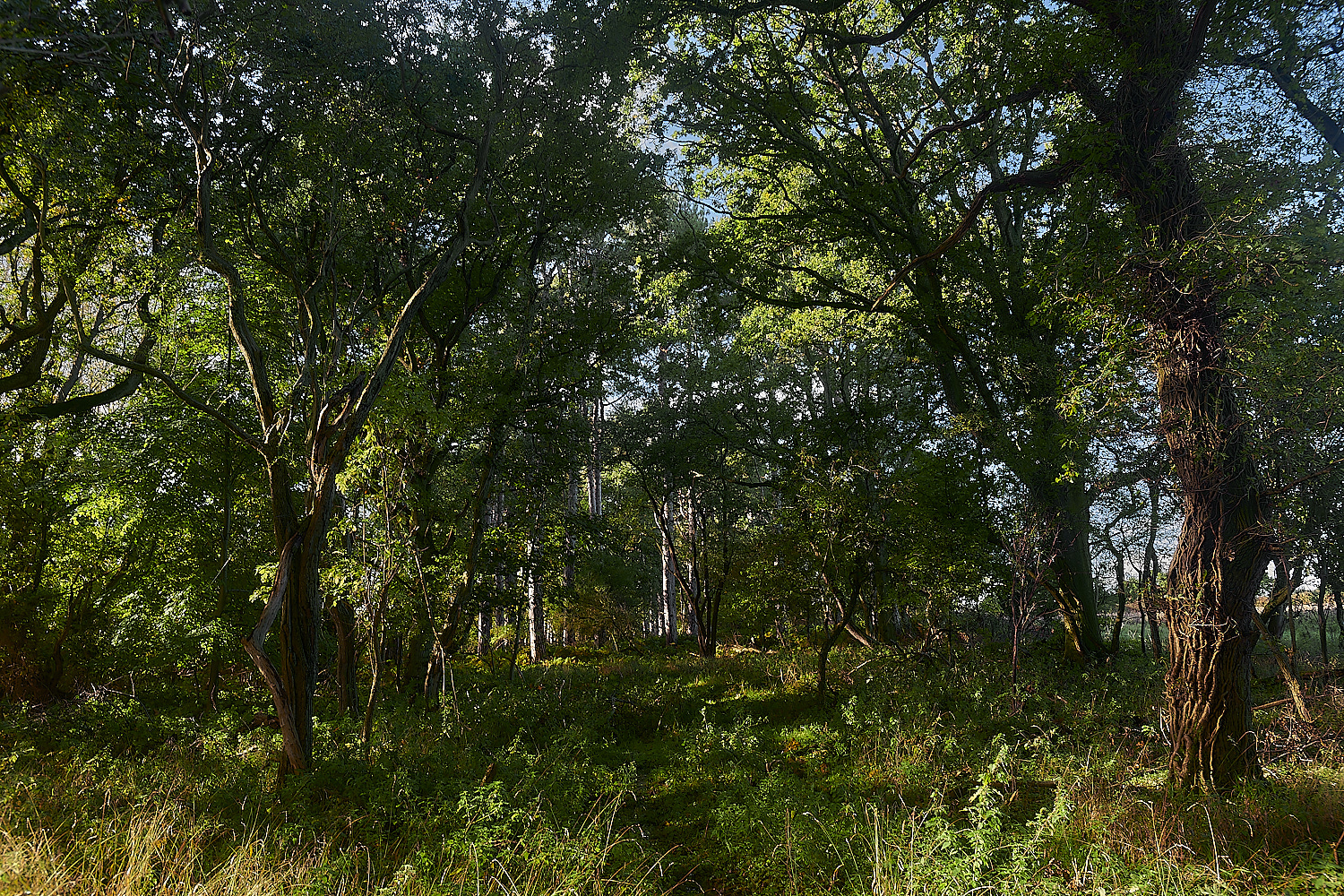 KenHill221023-10-NEF_DxO_DeepPRIMEXD