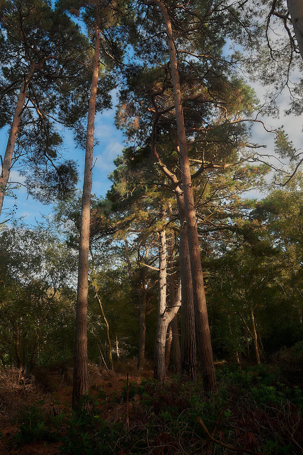 KenHill221023-4-NEF_DxO_DeepPRIMEXD