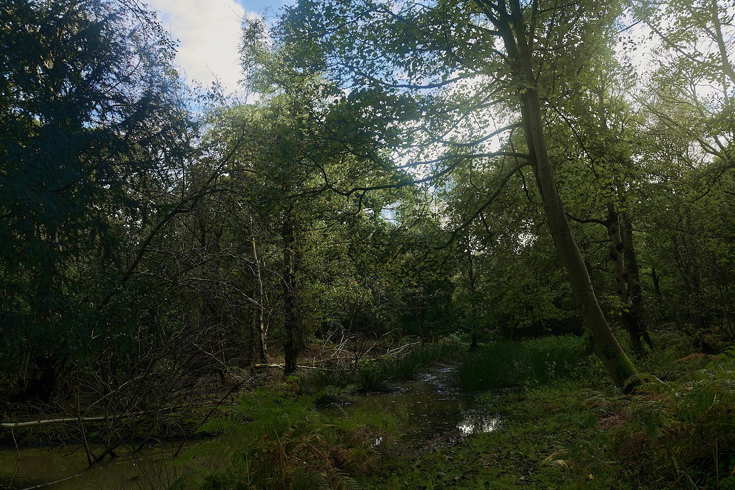 KenHill221023-5-NEF_DxO_DeepPRIMEXD