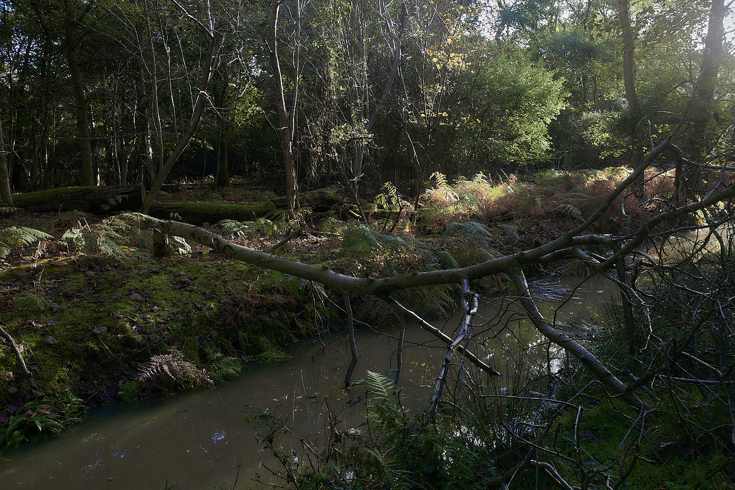 KenHill221023-6-NEF_DxO_DeepPRIMEXD