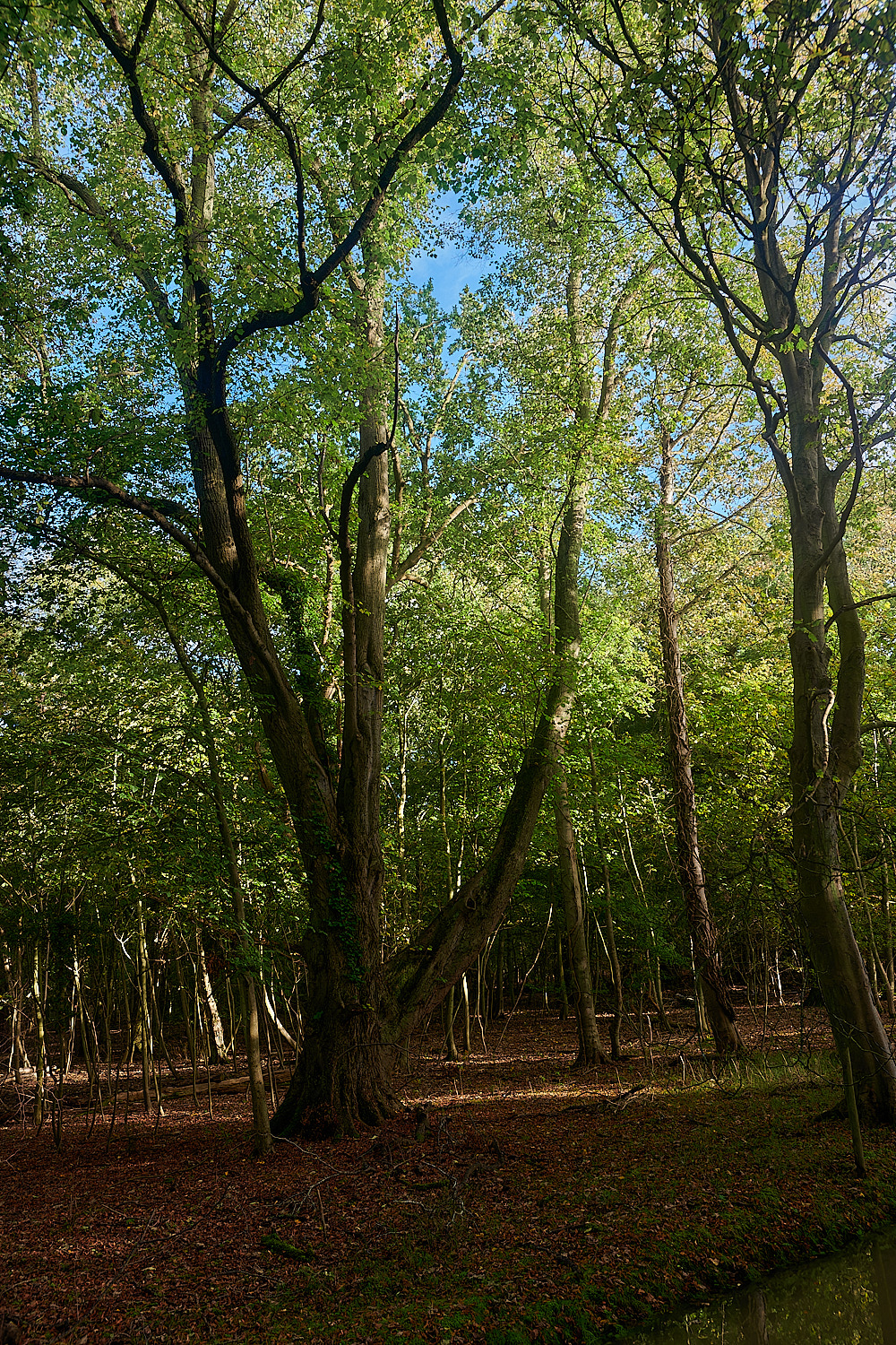 KenHill221023-7-NEF_DxO_DeepPRIMEXD