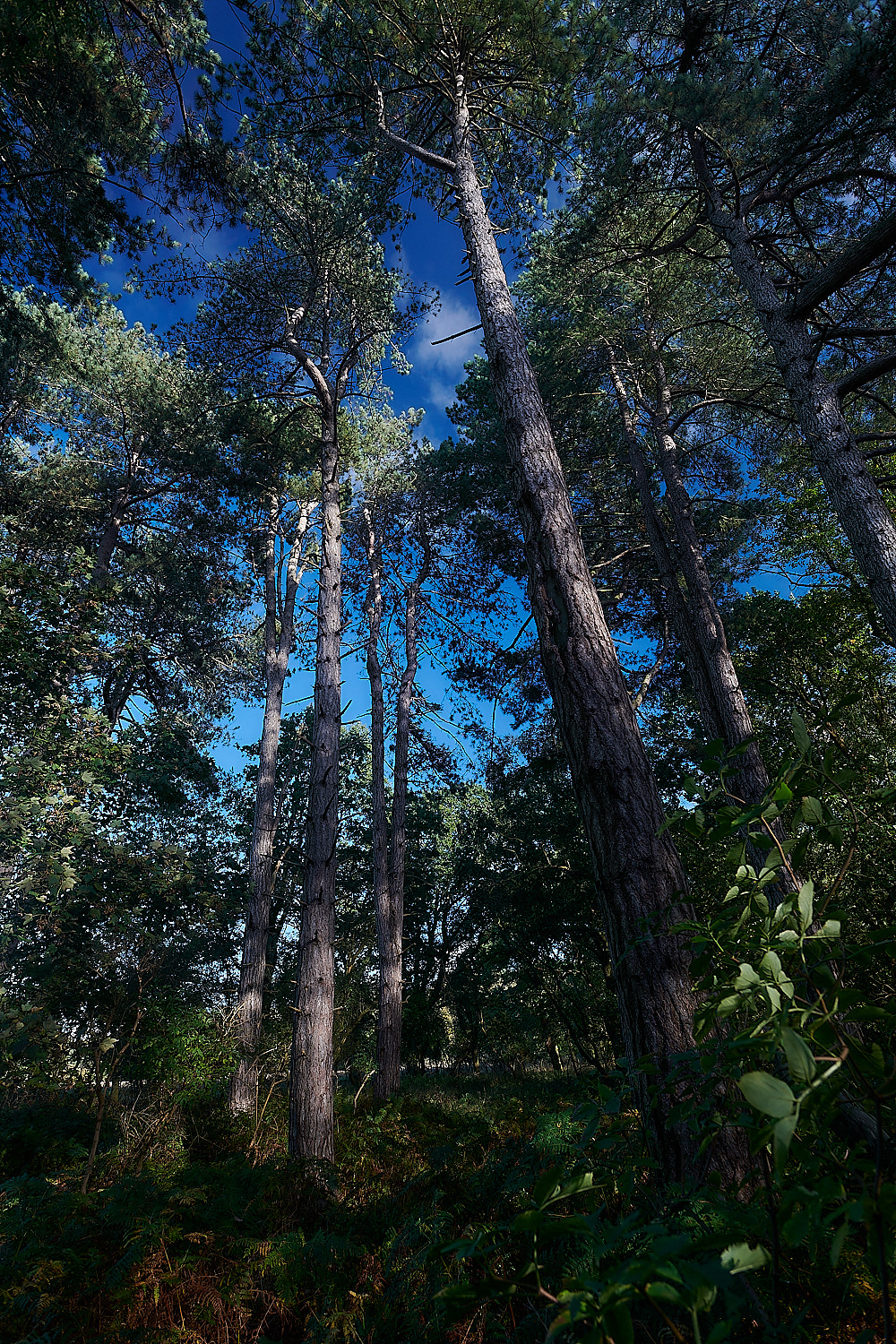 KenHill221023-9-NEF_DxO_DeepPRIMEXD