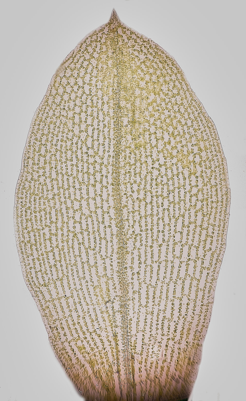 KenHillBryum221023-1