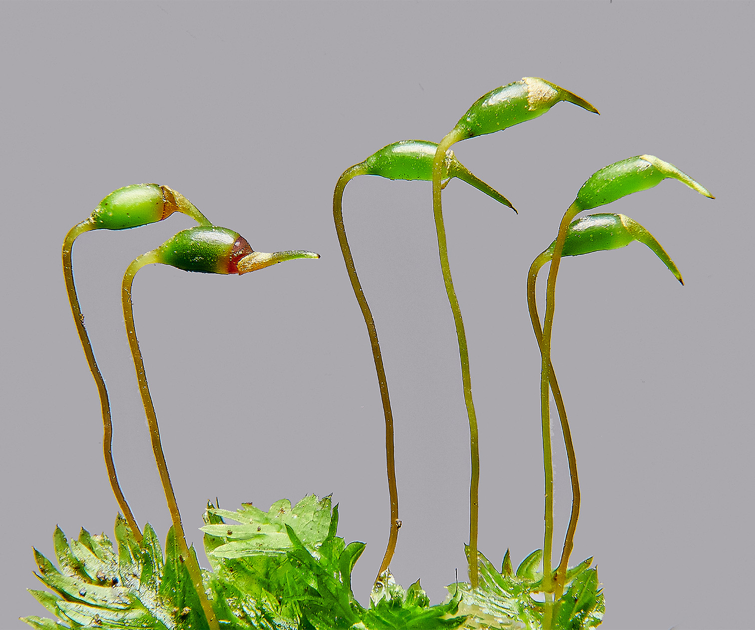 KenHillFincurvus221023-1 2