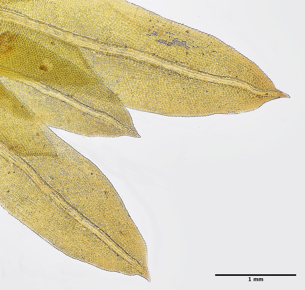 KenHillFincurvus221023-2 2a