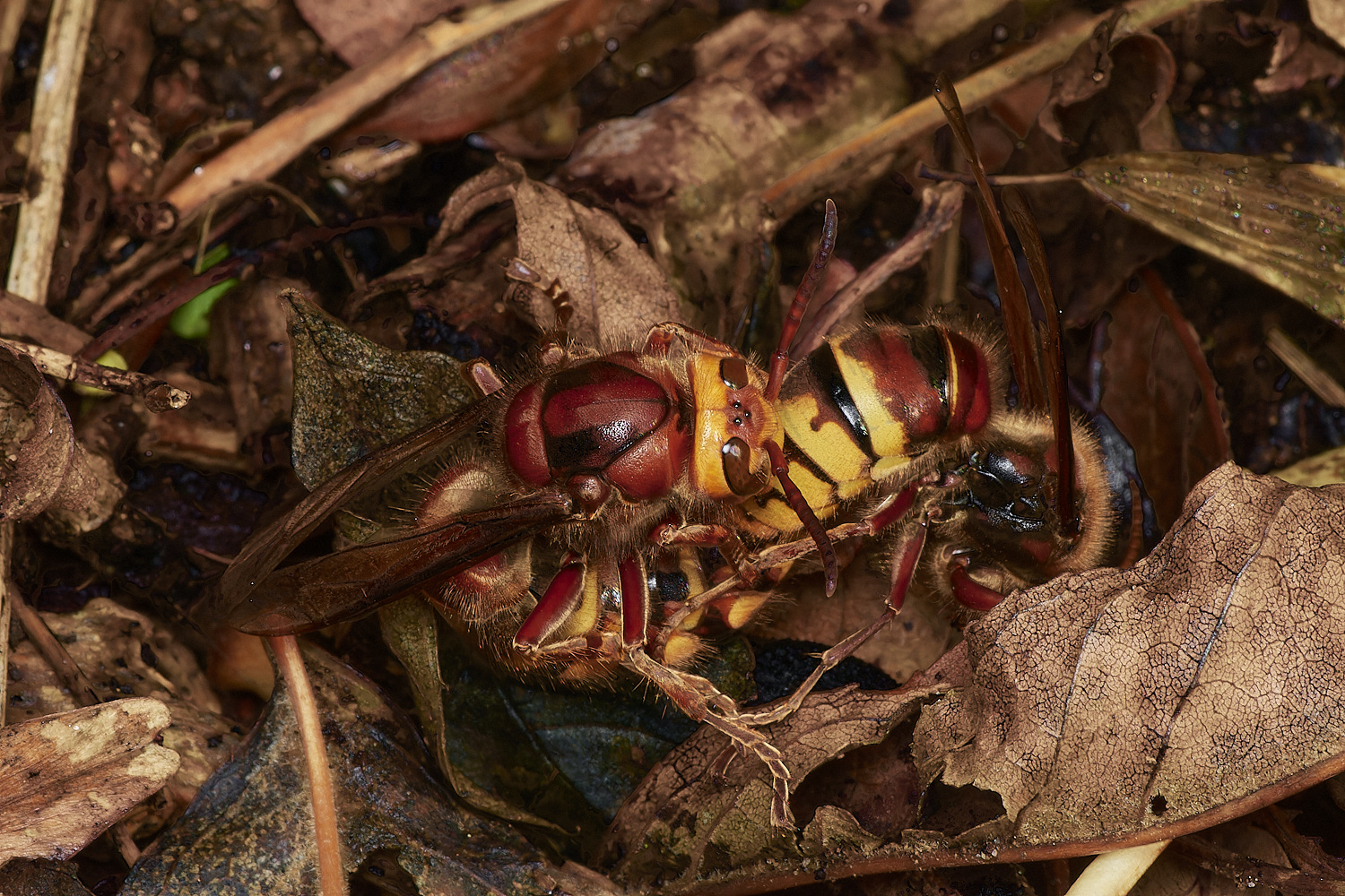 KenHillHornet221023-1-NEF_DxO_DeepPRIMEXD