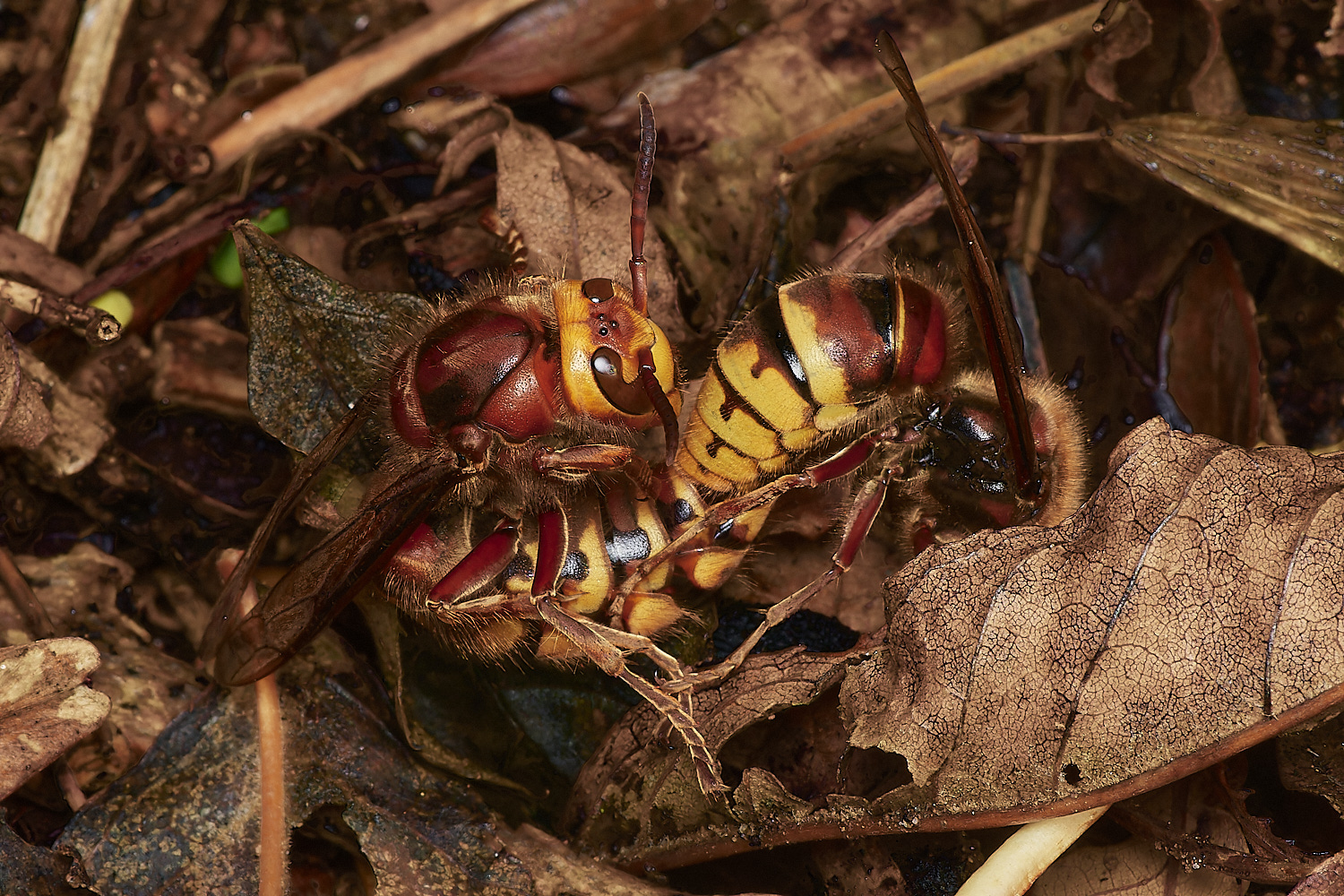 KenHillHornet221023-2-NEF_DxO_DeepPRIMEXD