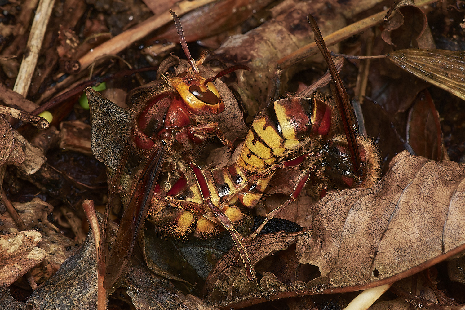 KenHillHornet221023-3-NEF_DxO_DeepPRIMEXD