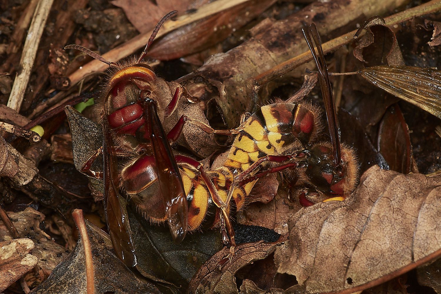 KenHillHornet221023-3q-NEF_DxO_DeepPRIMEXD