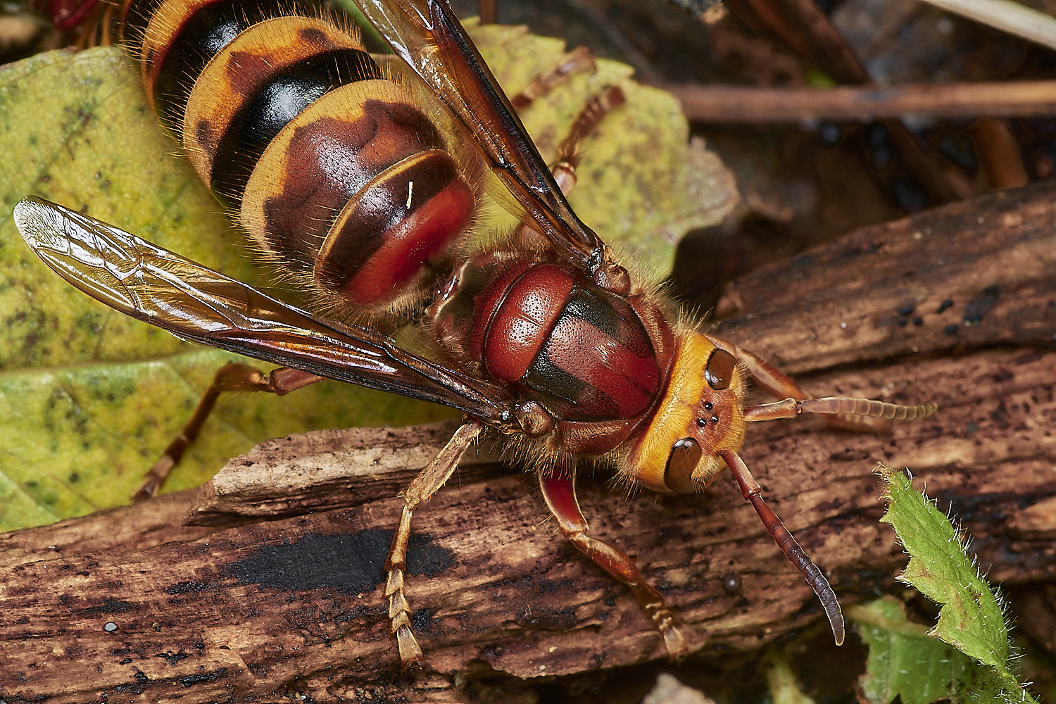 KenHillHornet221023-4-NEF_DxO_DeepPRIMEXD