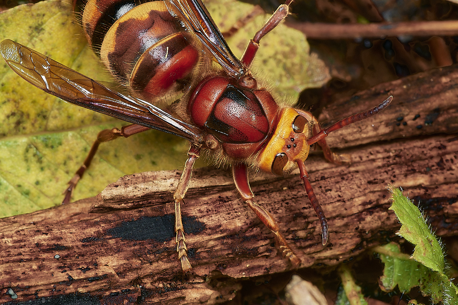 KenHillHornet221023-5-NEF_DxO_DeepPRIMEXD