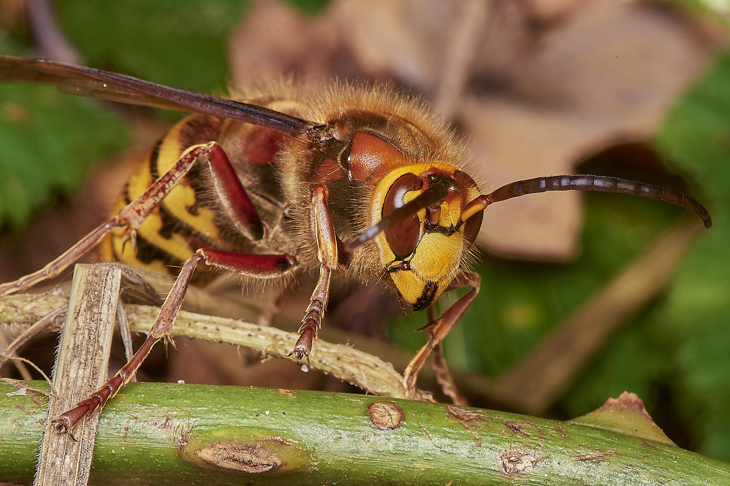 KenHillHornet221023-6-NEF_DxO_DeepPRIMEXD