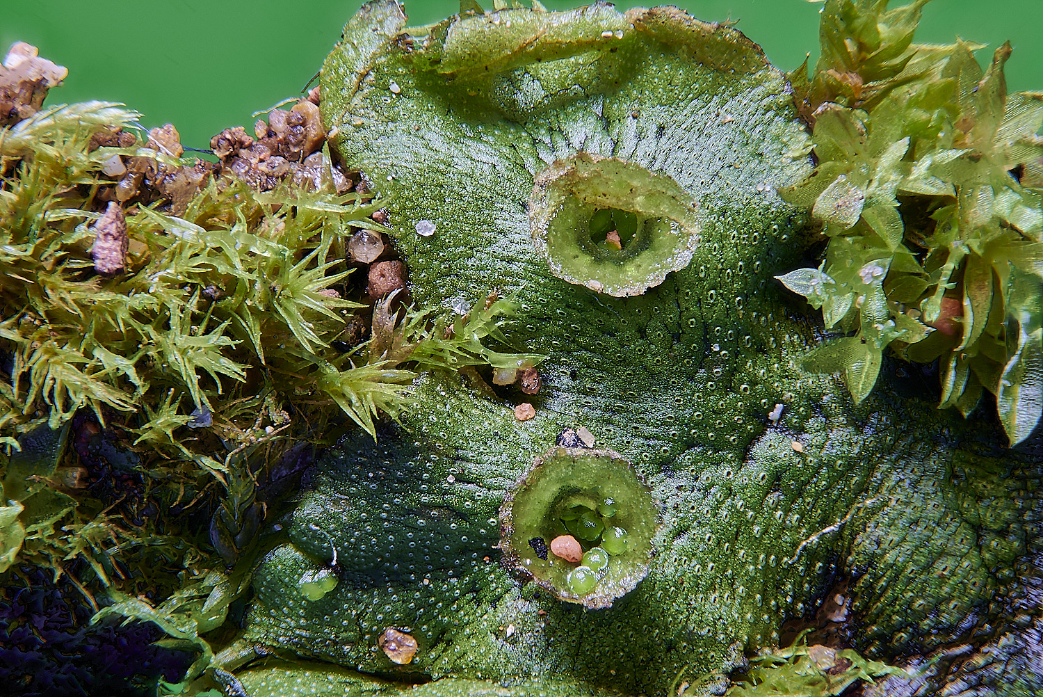 KenHillMarchnatia221023-1 1