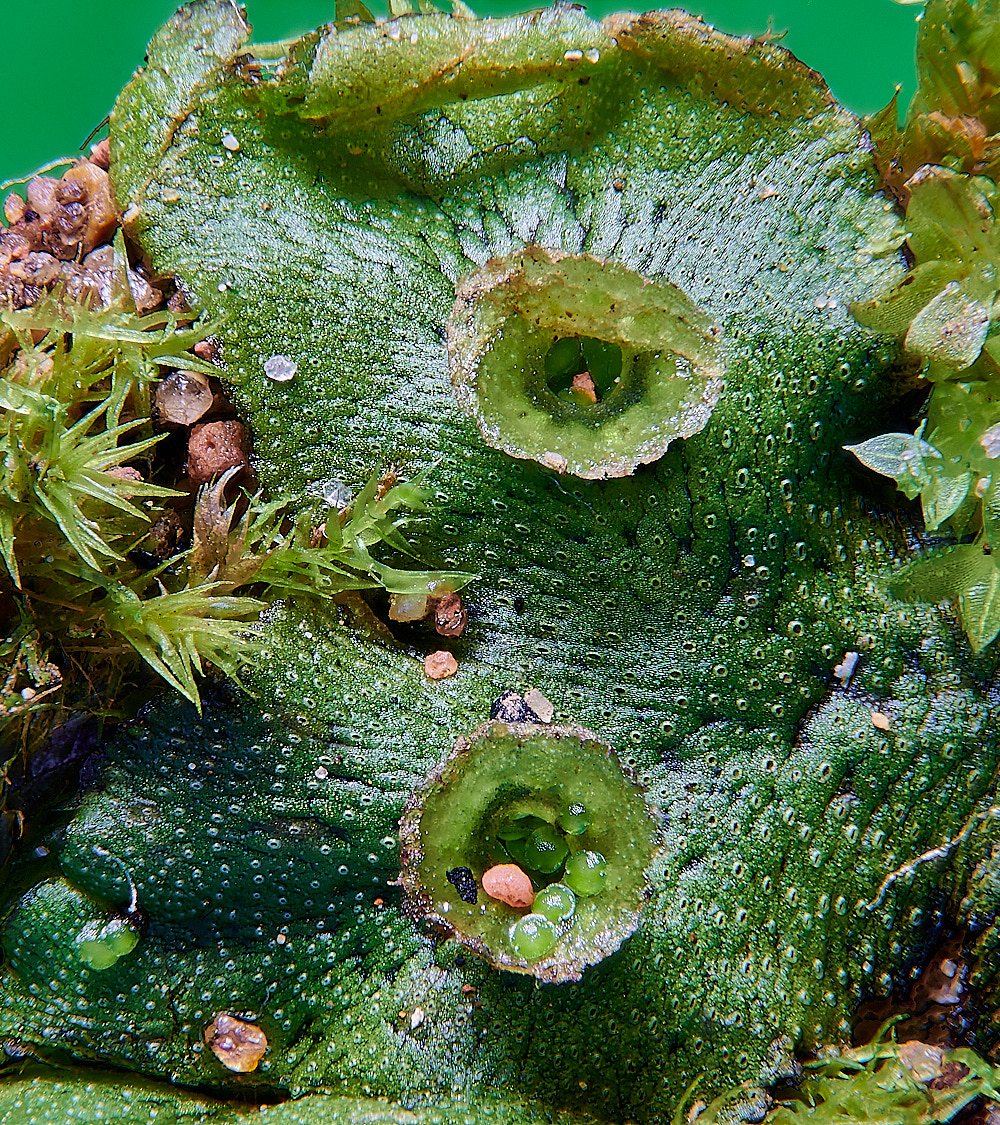 KenHillMarchnatia221023-1