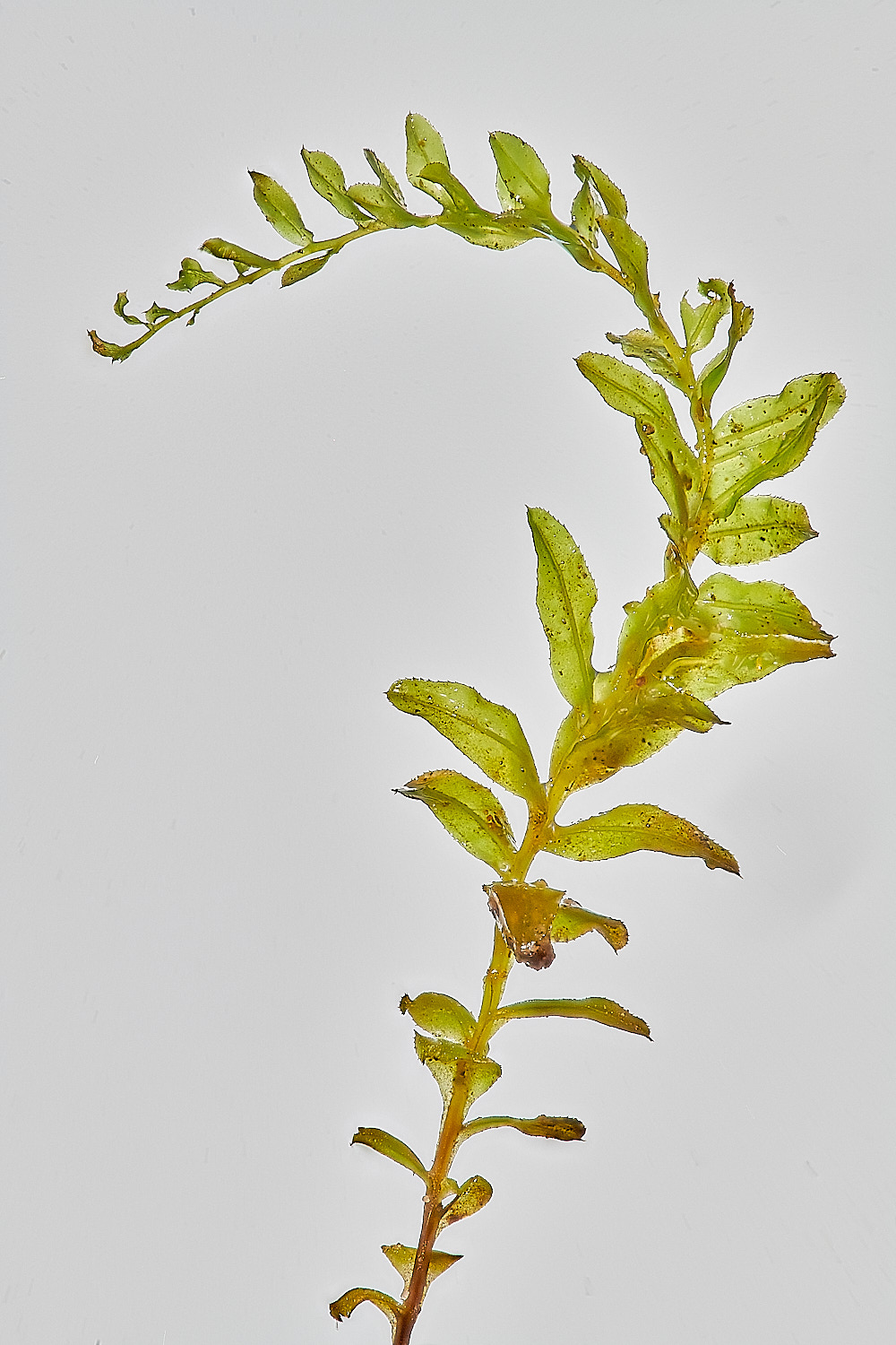 KenHillPlagiomnium221023-1 1