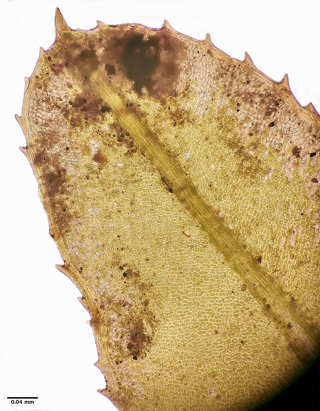 KenHillPlagoimnium221023-2a