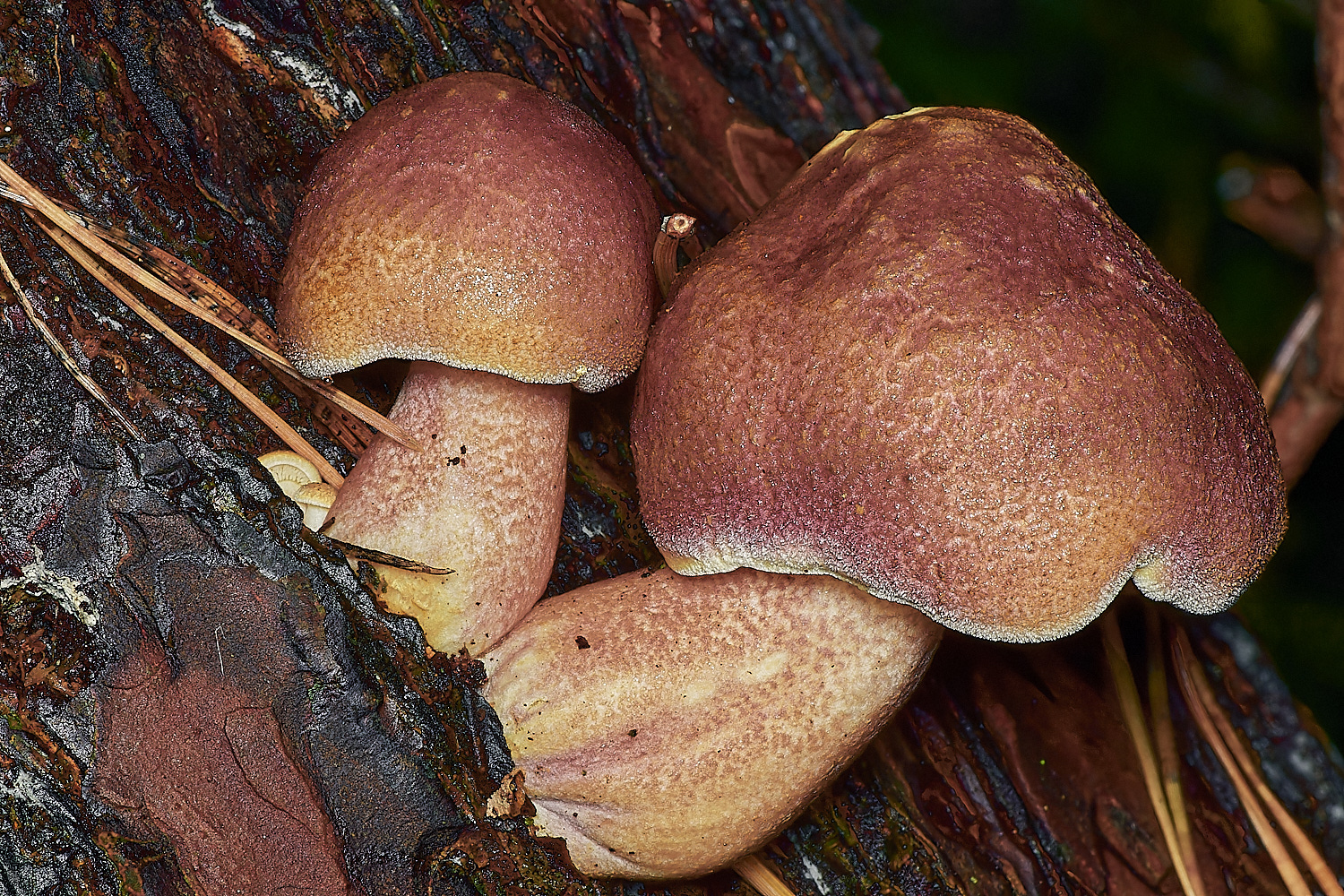 KenHillPlums&Custards221023-1-NEF_DxO_DeepPRIMEXD