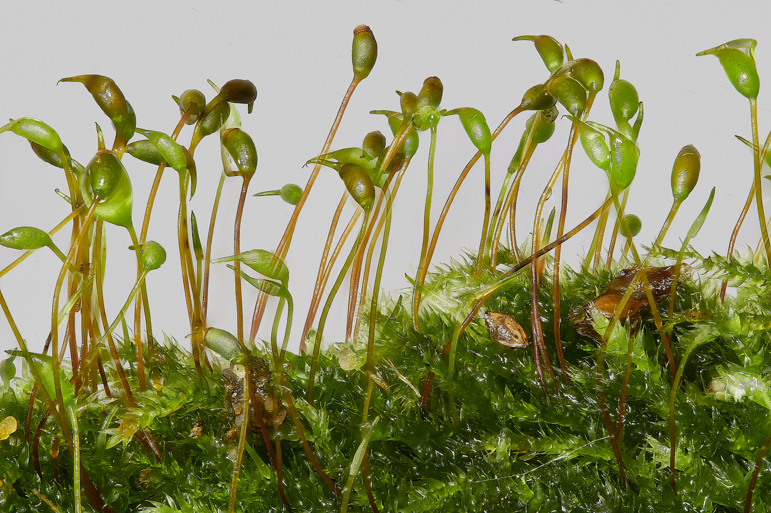 KenHillRconfertum221023-1