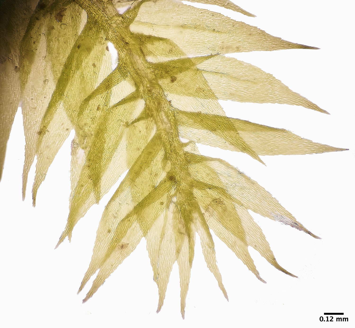 KenHillRconfertum221023-2a