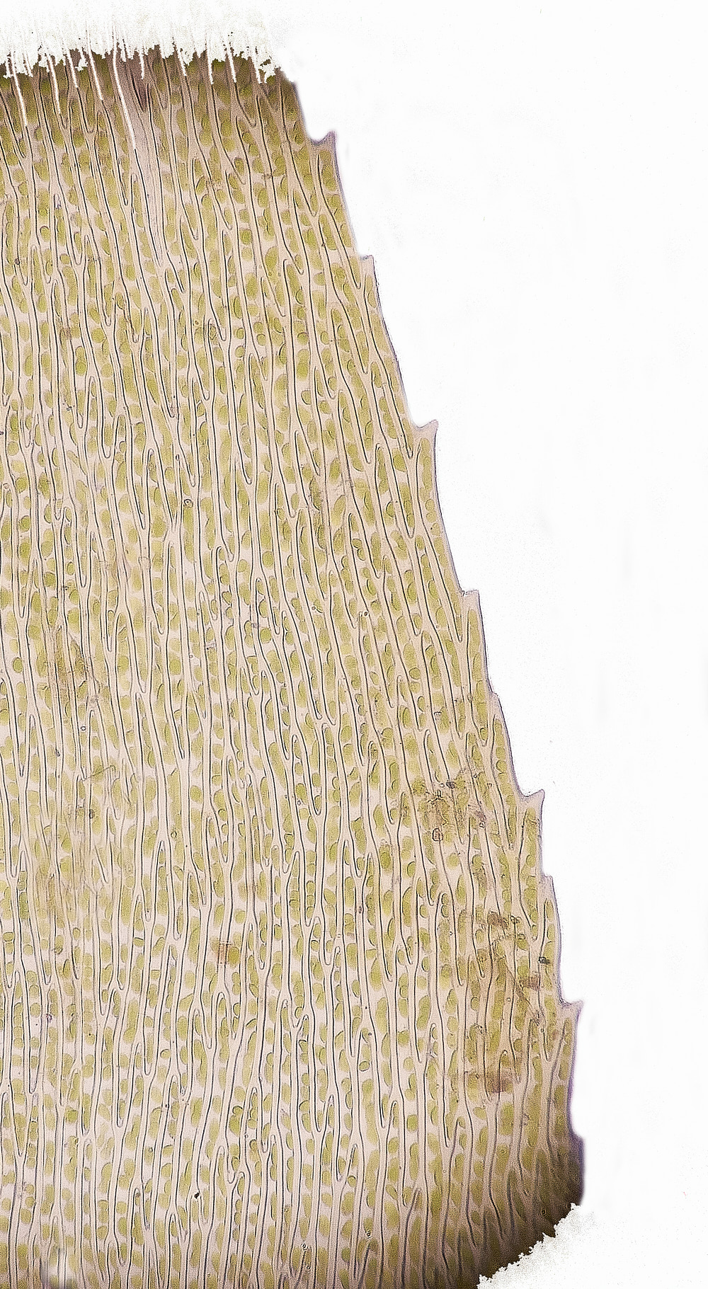 KenHillRconfertum221023-3