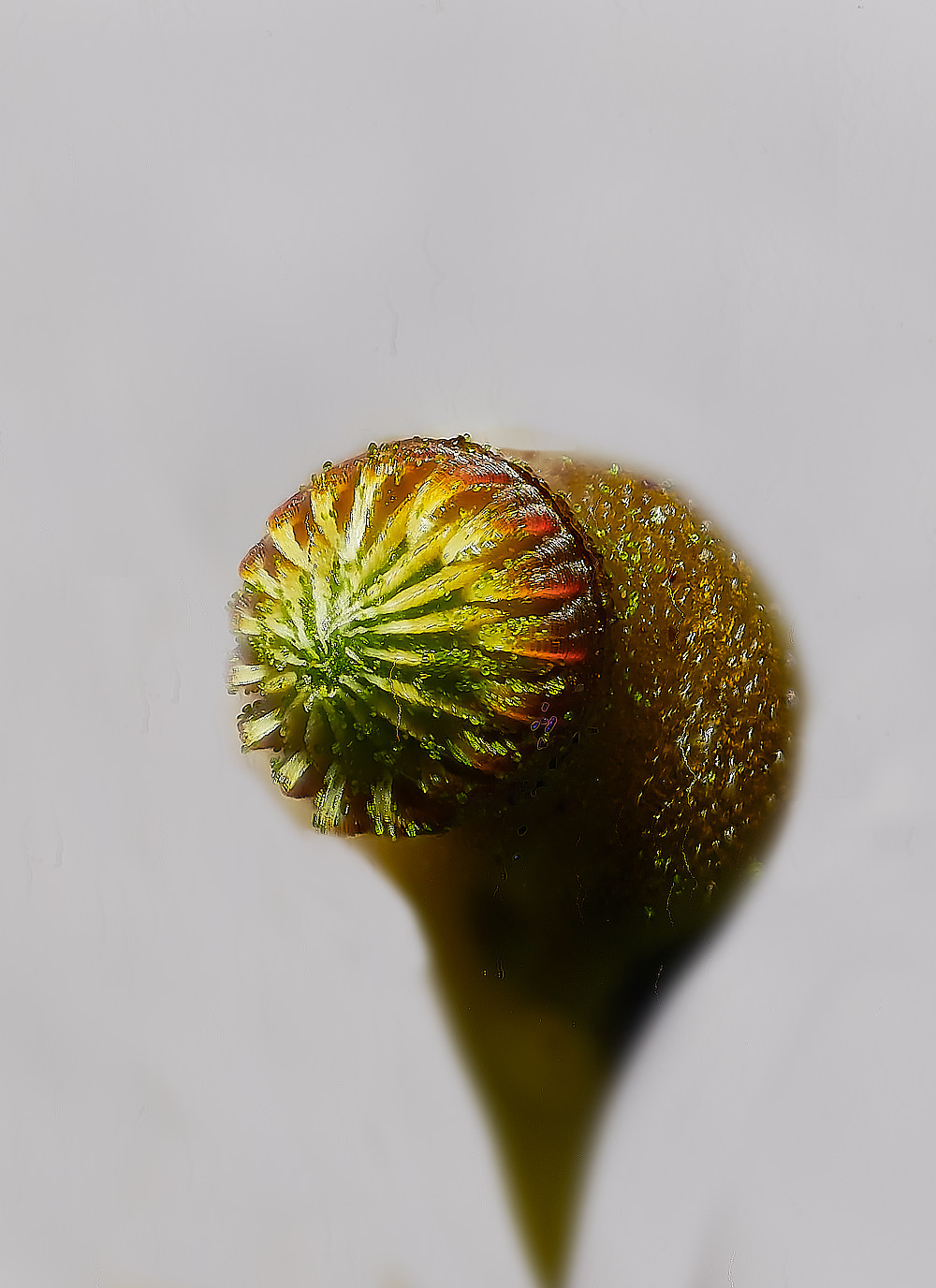 KenHillRconfertum221023-4