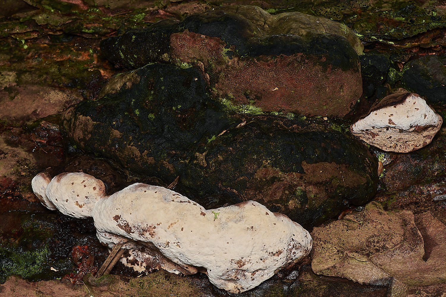 KenHillWetRot221023-1-NEF_DxO_DeepPRIMEXD