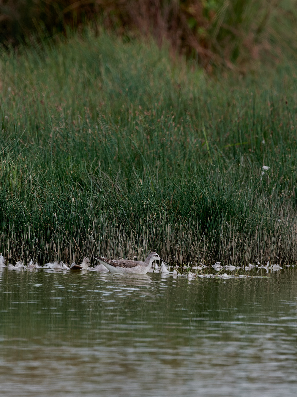 NorthPointPoolsWilson'sPhalarope021023-1-NEF_DxO_DeepPRIME
