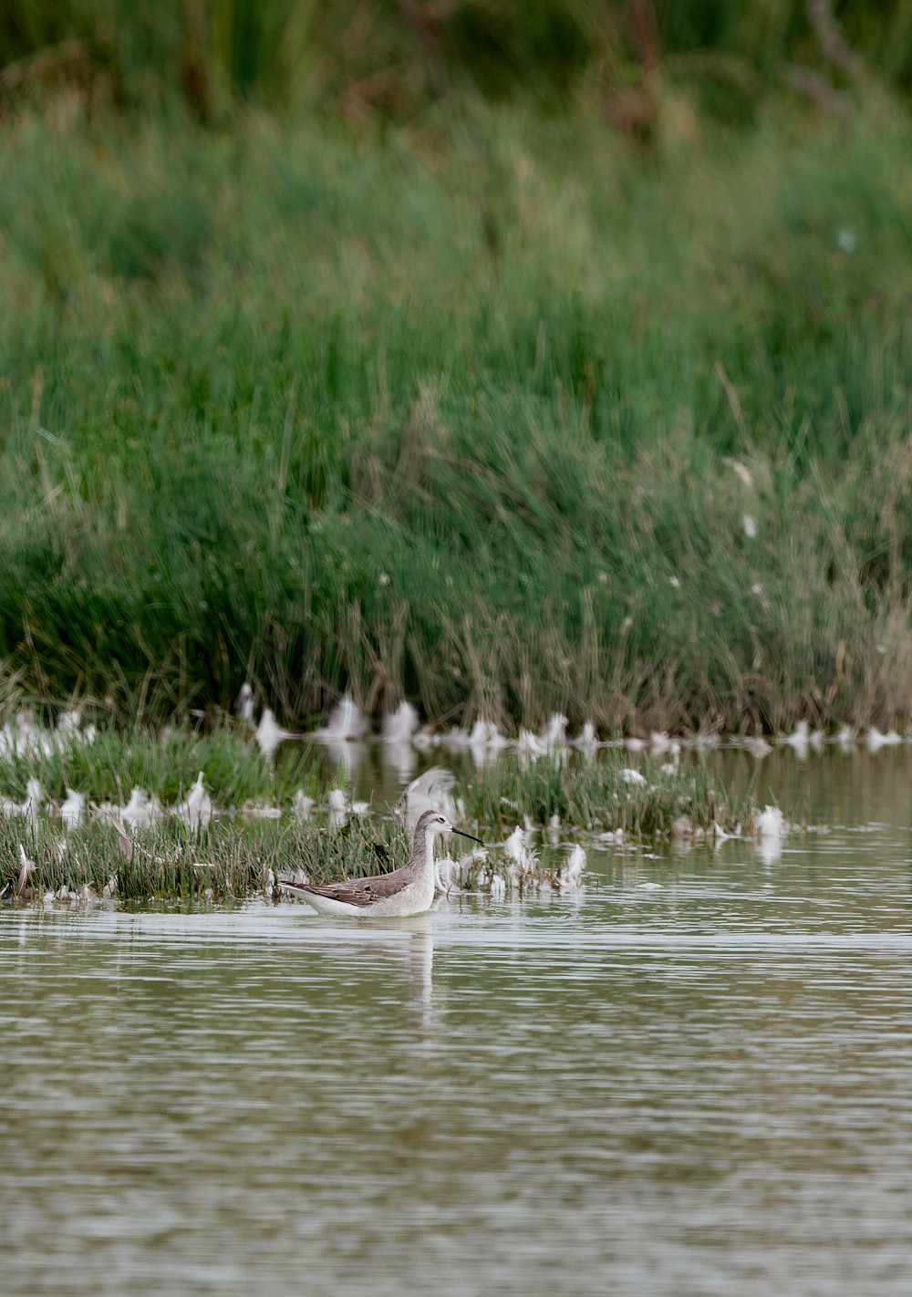 NorthPointPoolsWilson'sPhalarope021023-2-NEF_DxO_DeepPRIME