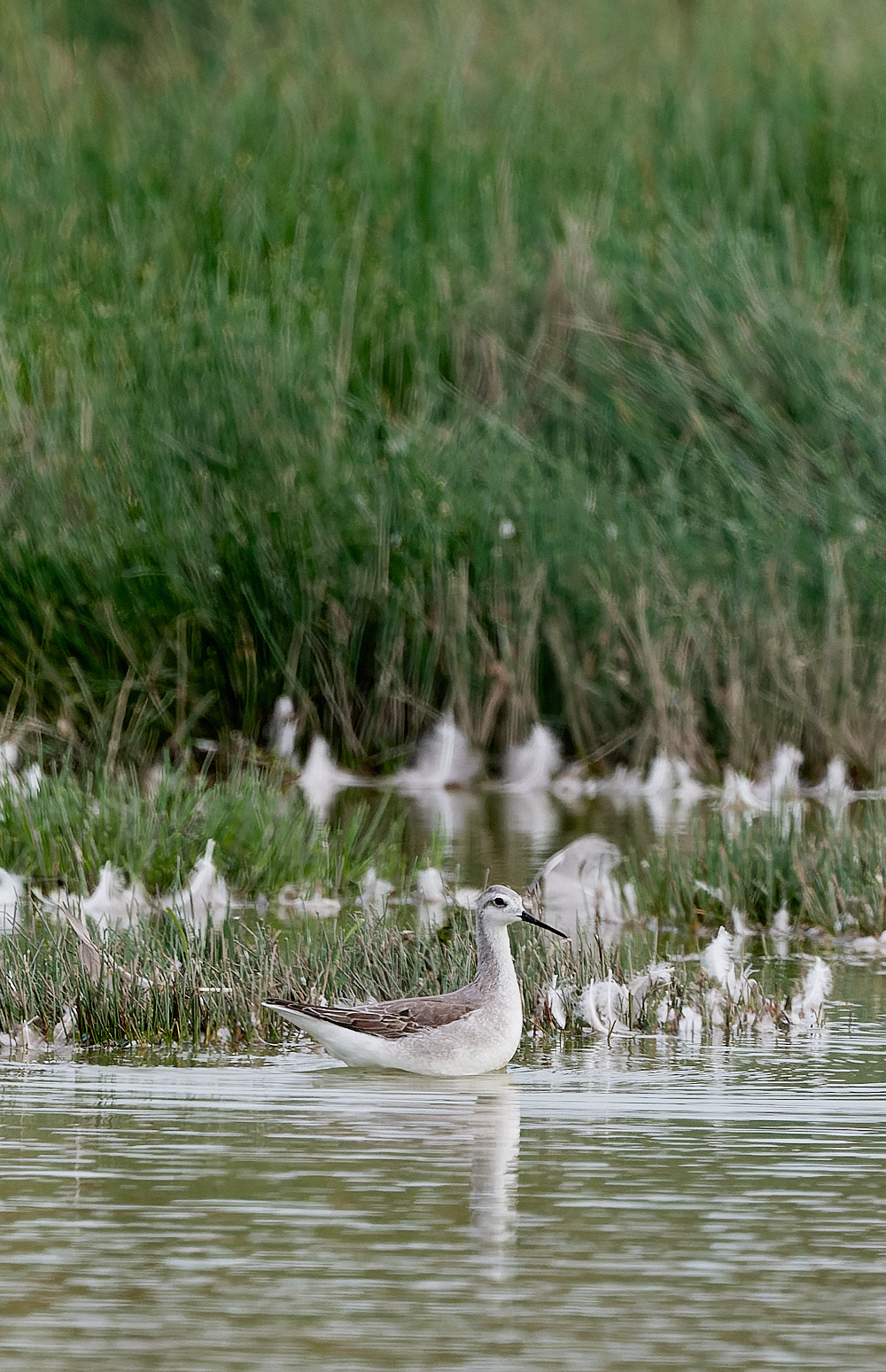 NorthPointPoolsWilson'sPhalarope021023-3-NEF_DxO_DeepPRIME