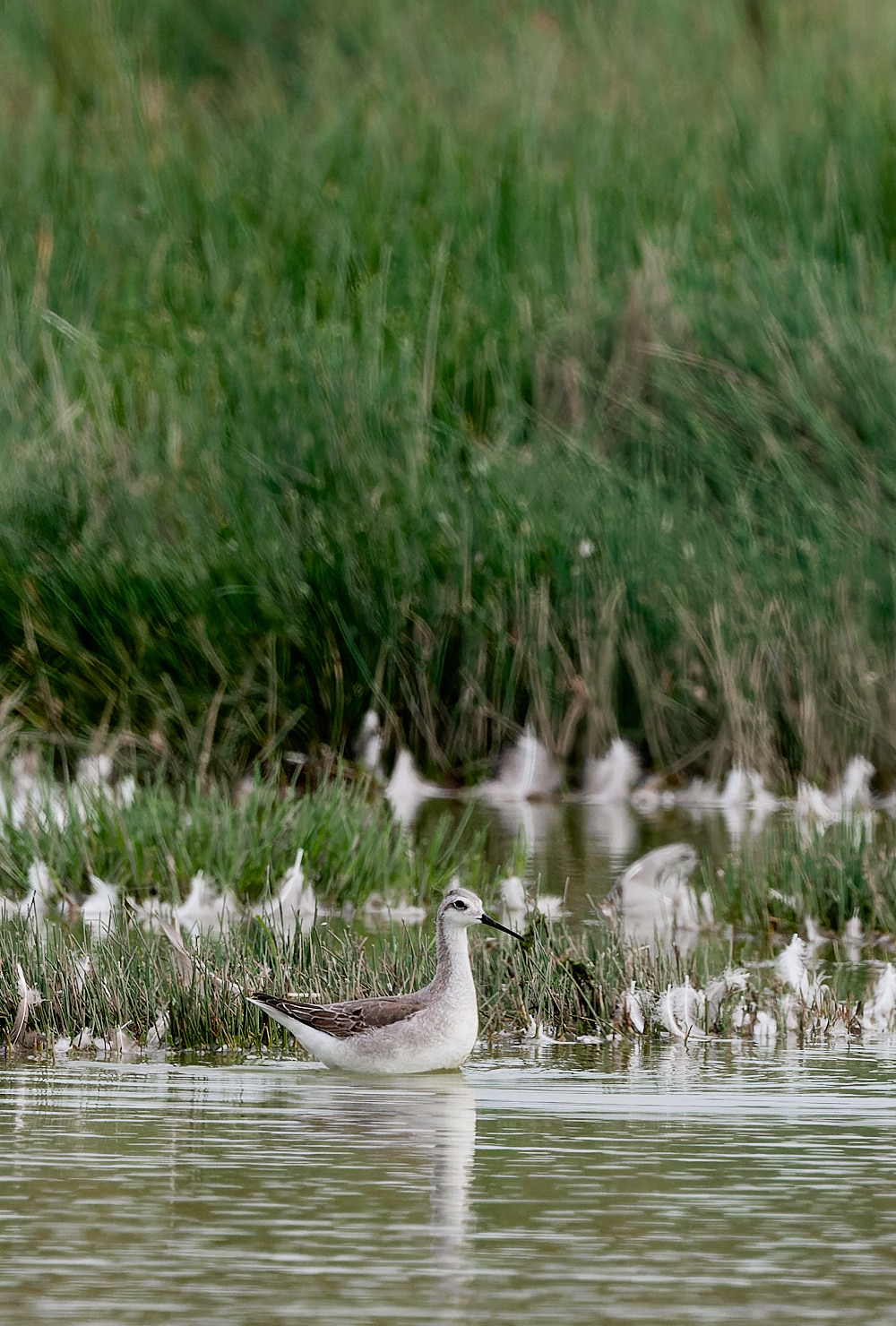 NorthPointPoolsWilson'sPhalarope021023-4-NEF_DxO_DeepPRIME