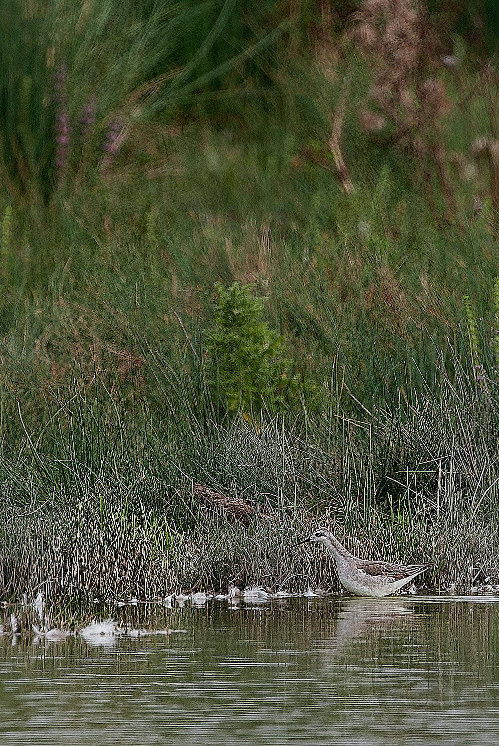 NorthPointPoolsWilson'sPhalarope021023-5-NEF_DxO_DeepPRIME